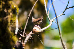 Image of House Wren