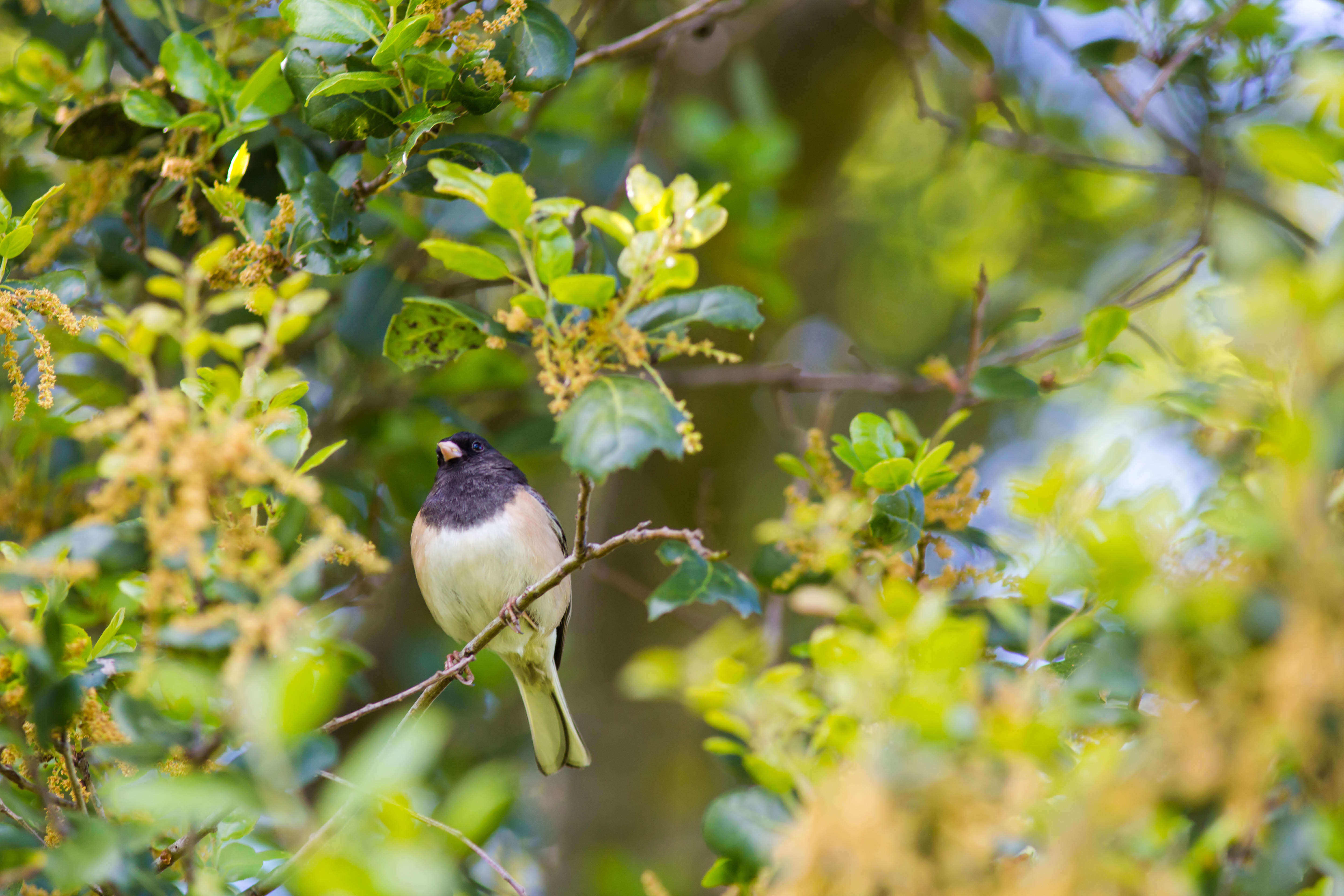 Image of juncos