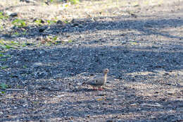 Image of American Mourning Dove