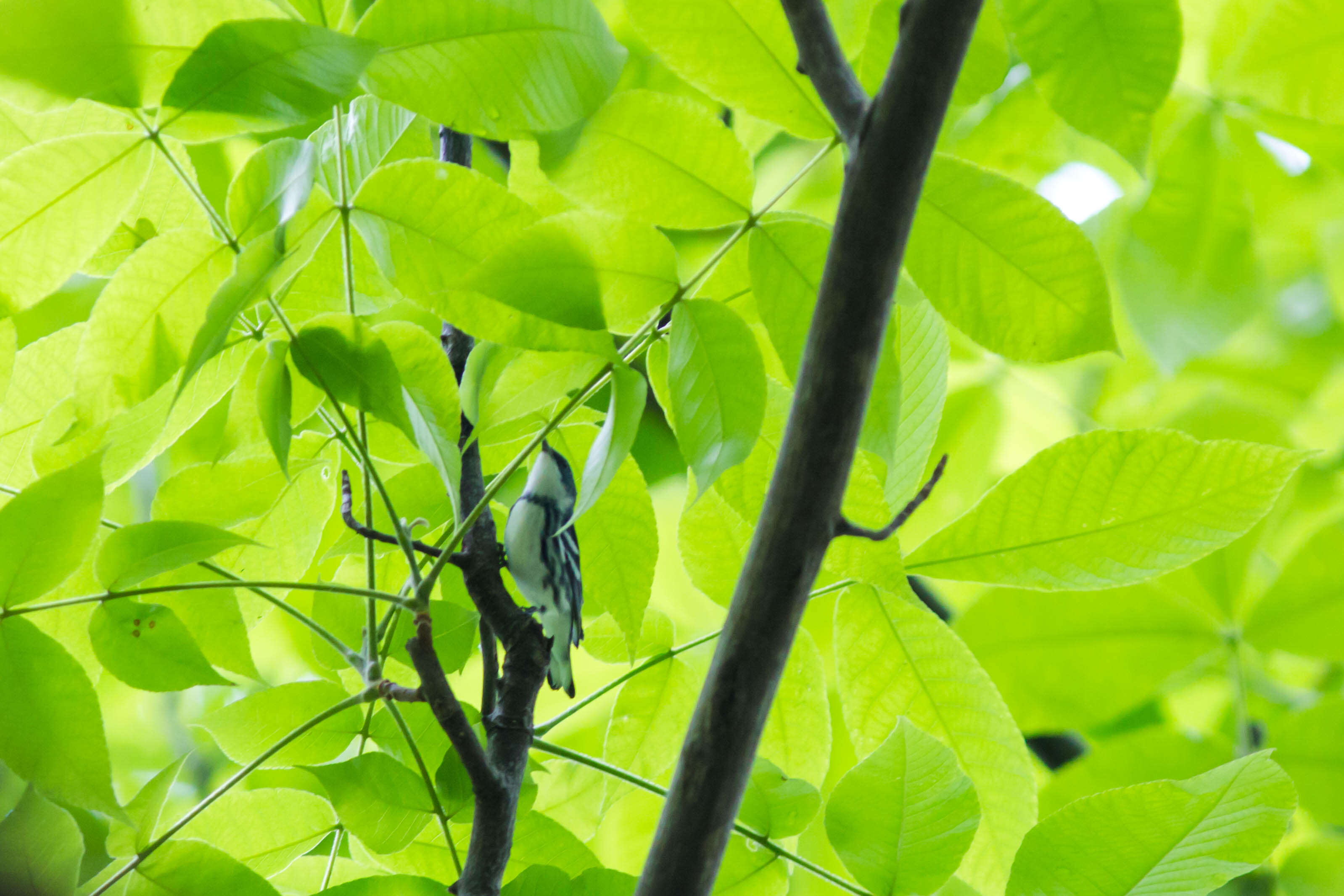 Image of Cerulean Warbler