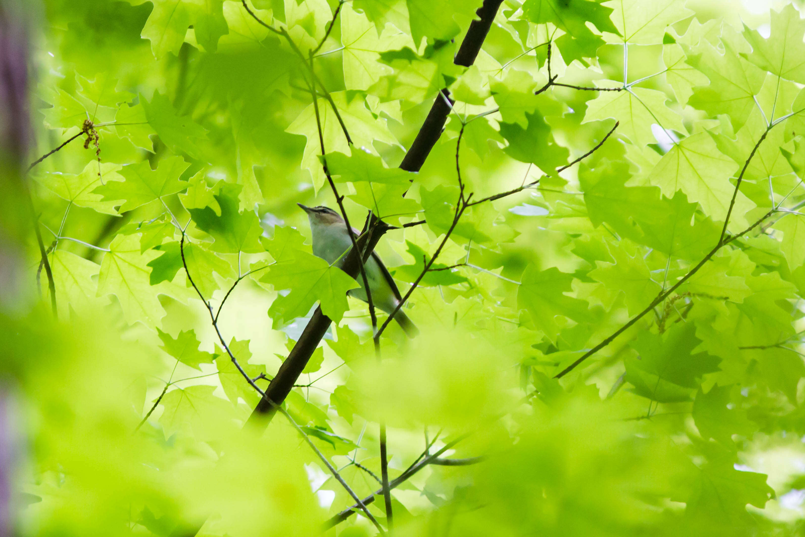 Image of Red-eyed Vireo