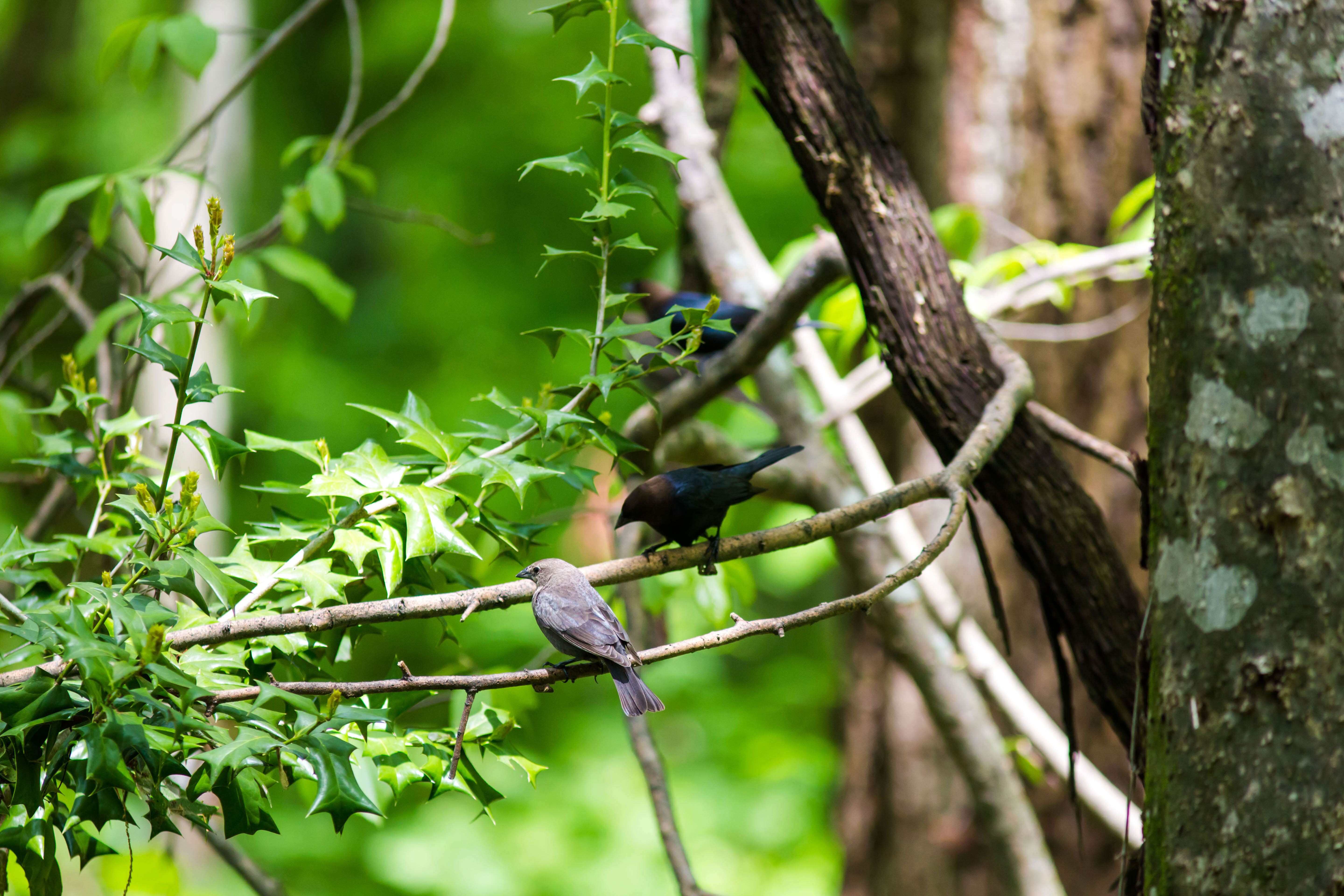 Image of Brown-headed Cowbird