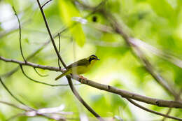 Geothlypis formosa (Wilson & A 1811) resmi