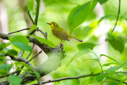 Image of Hooded Warbler