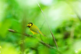 Image of Hooded Warbler