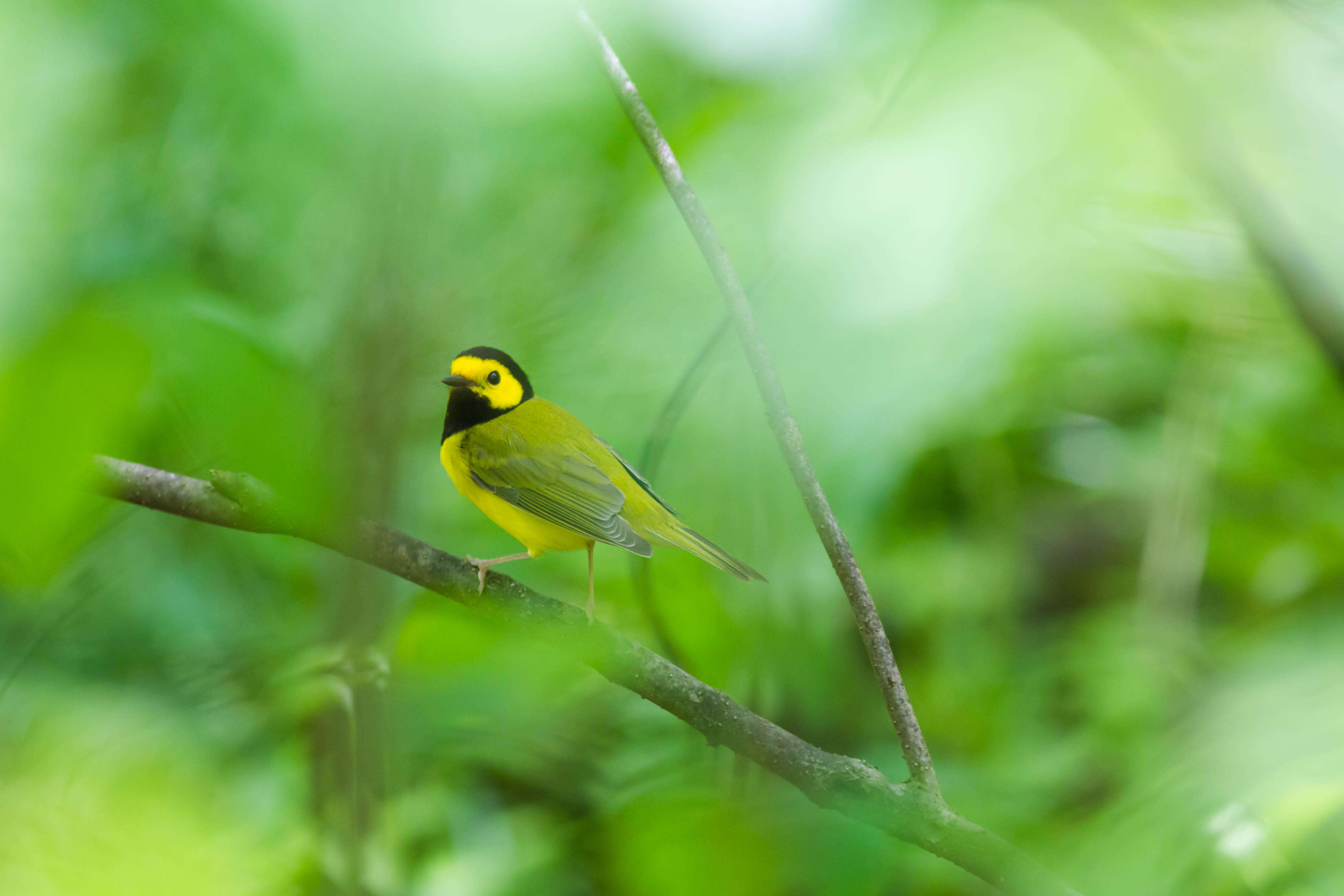 Image of Hooded Warbler