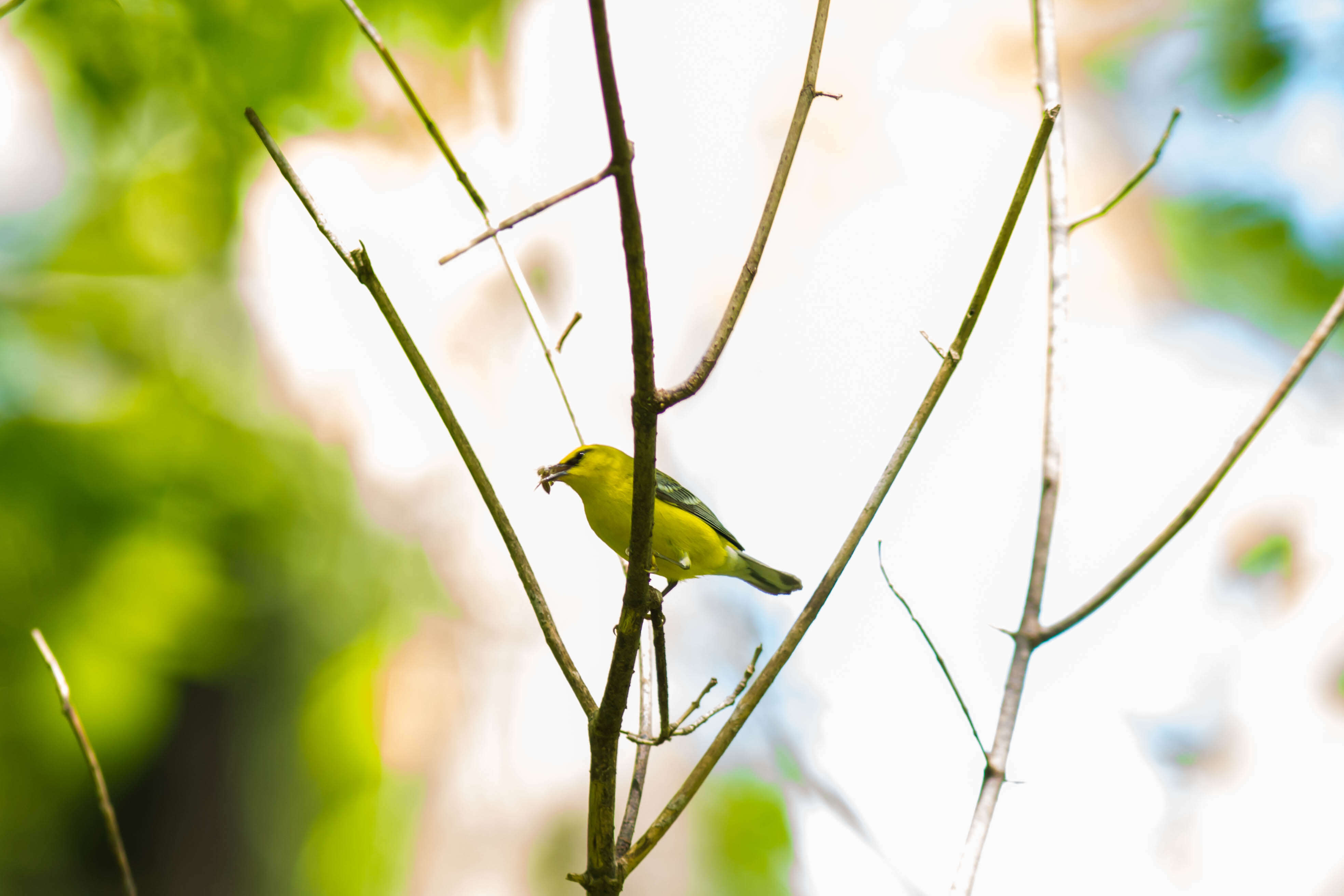 Image of Blue-winged Warbler