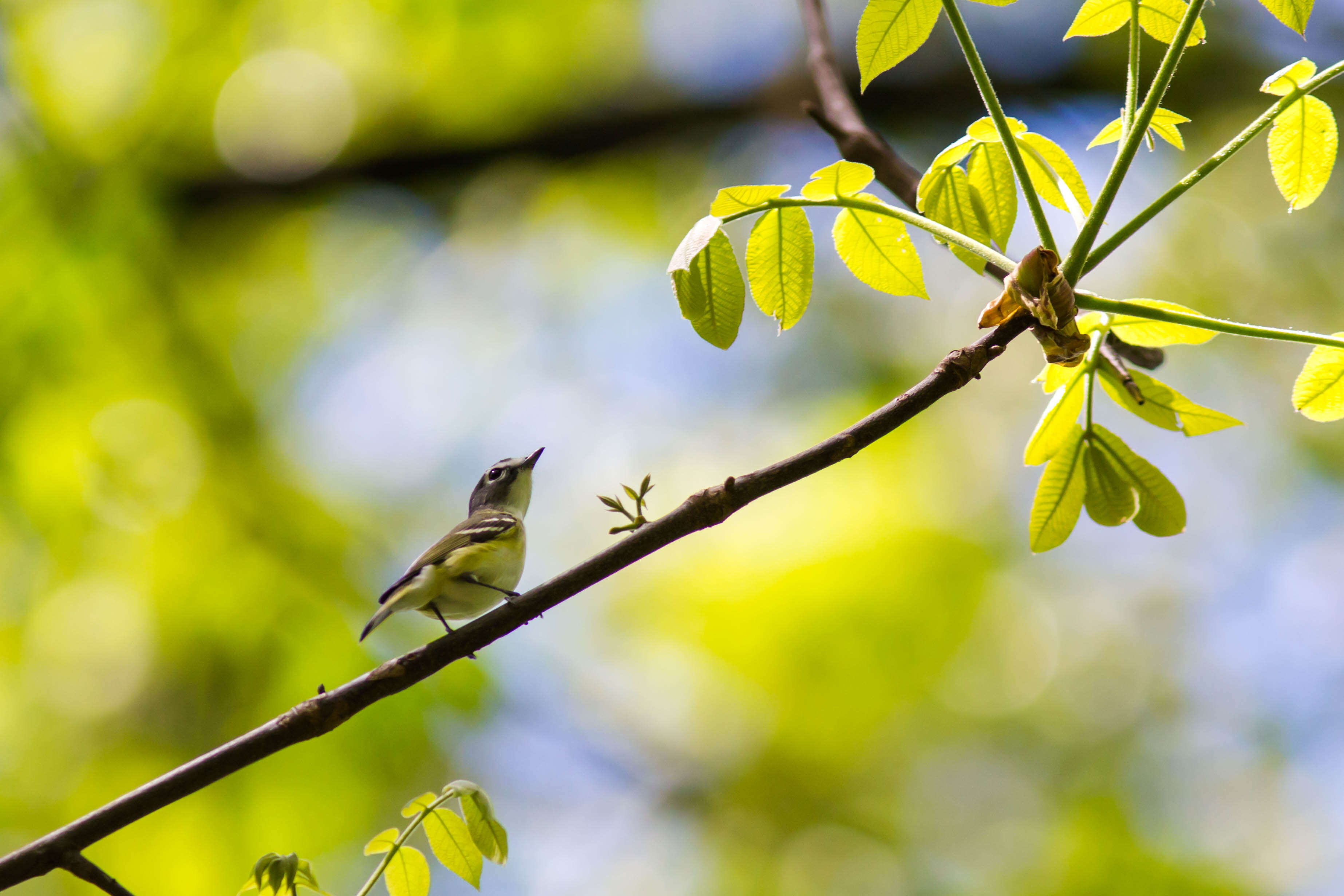 Image of Blue-headed Vireo