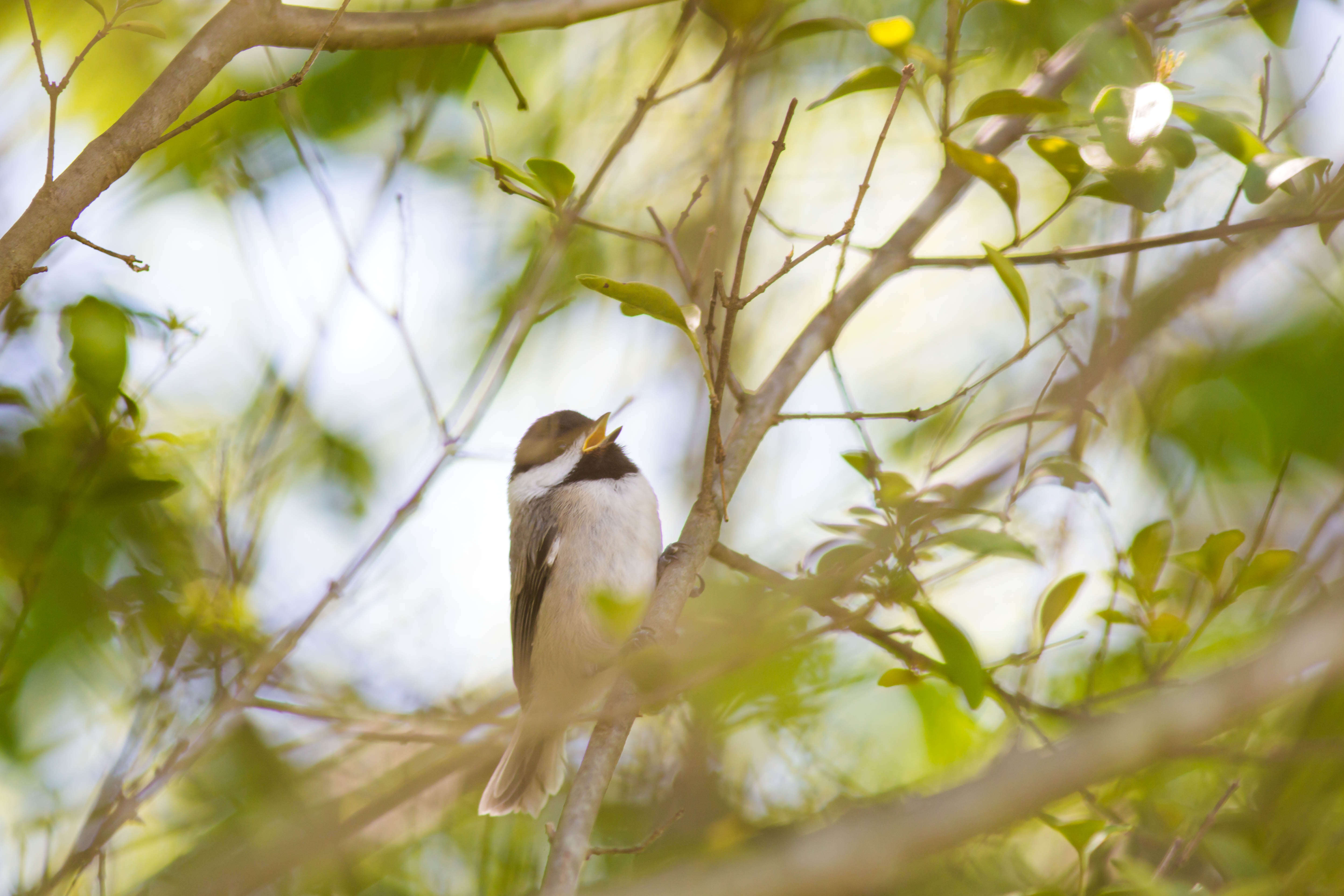 Image of Carolina Chickadee