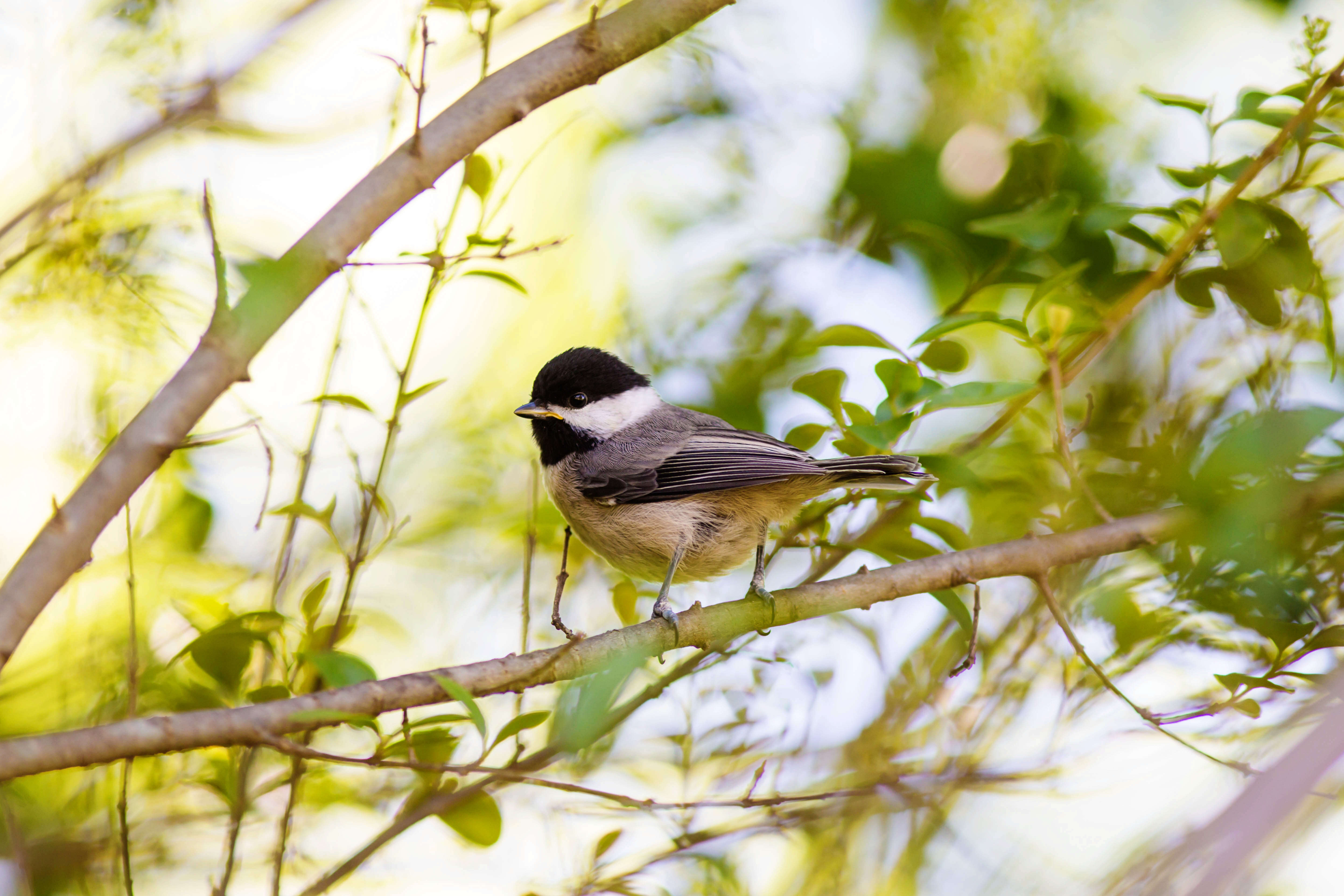 Image of Carolina Chickadee