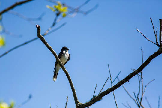 Image of Eastern Kingbird