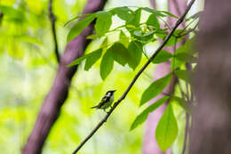 Image of Chestnut-sided Warbler