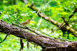 Image of Veery