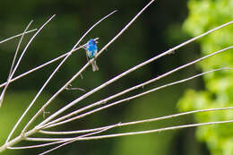 Image of Indigo Bunting