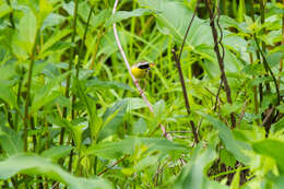 Geothlypis trichas (Linnaeus 1766) resmi