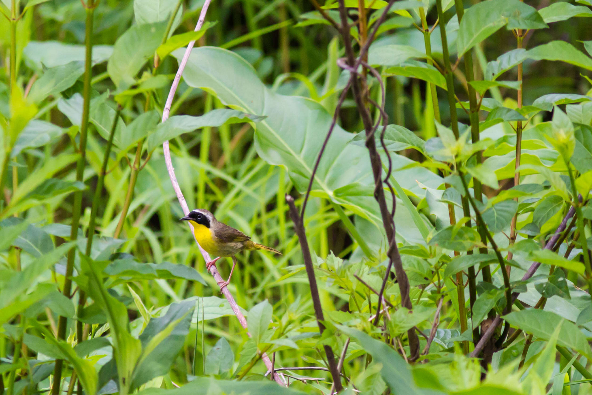 Image of Common Yellowthroat