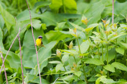 Geothlypis trichas (Linnaeus 1766) resmi