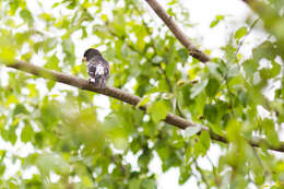 Image of Rose-breasted Grosbeak