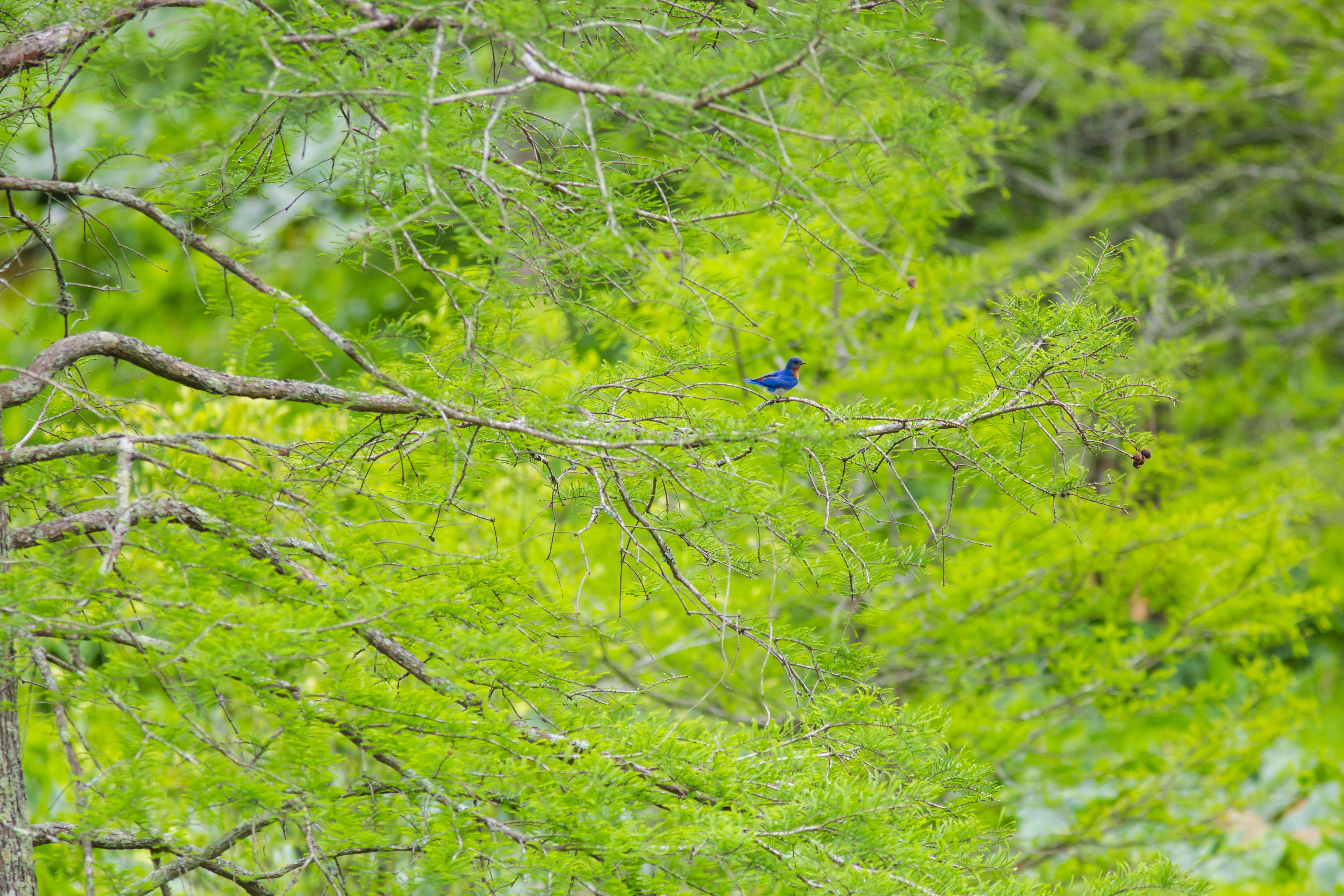 Image of Eastern Bluebird