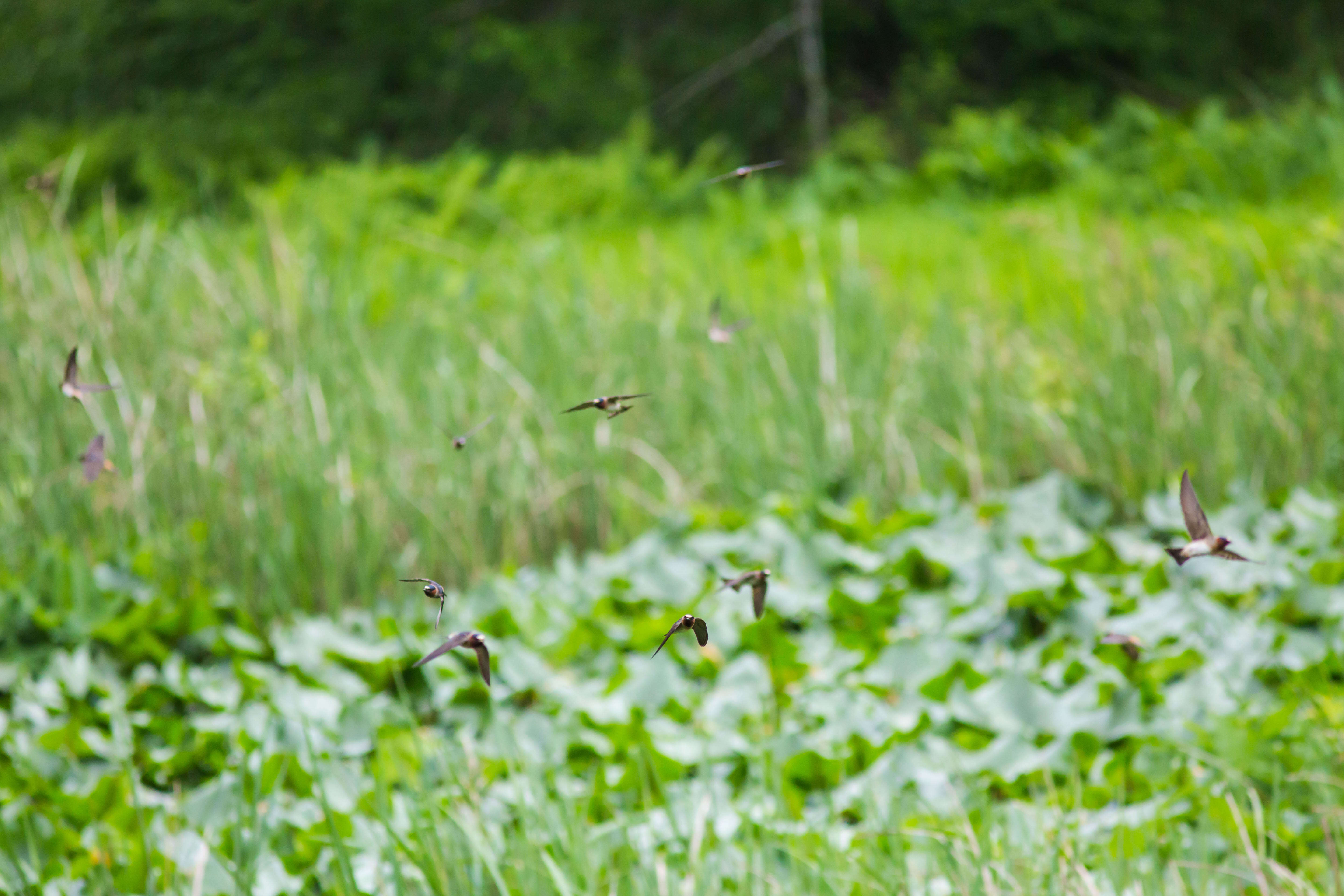 Image of American Cliff Swallow