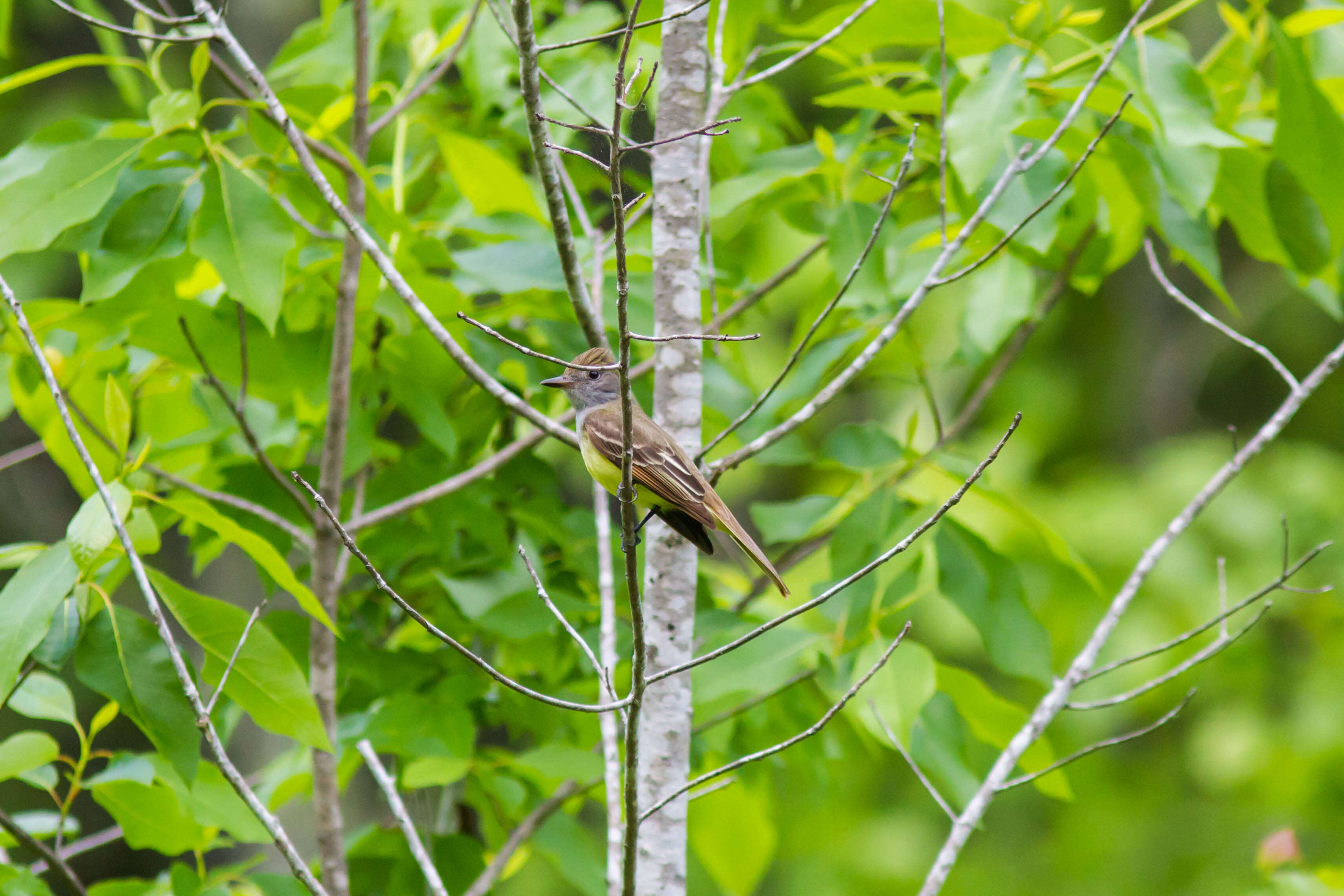 Image of Great Crested Flycatcher