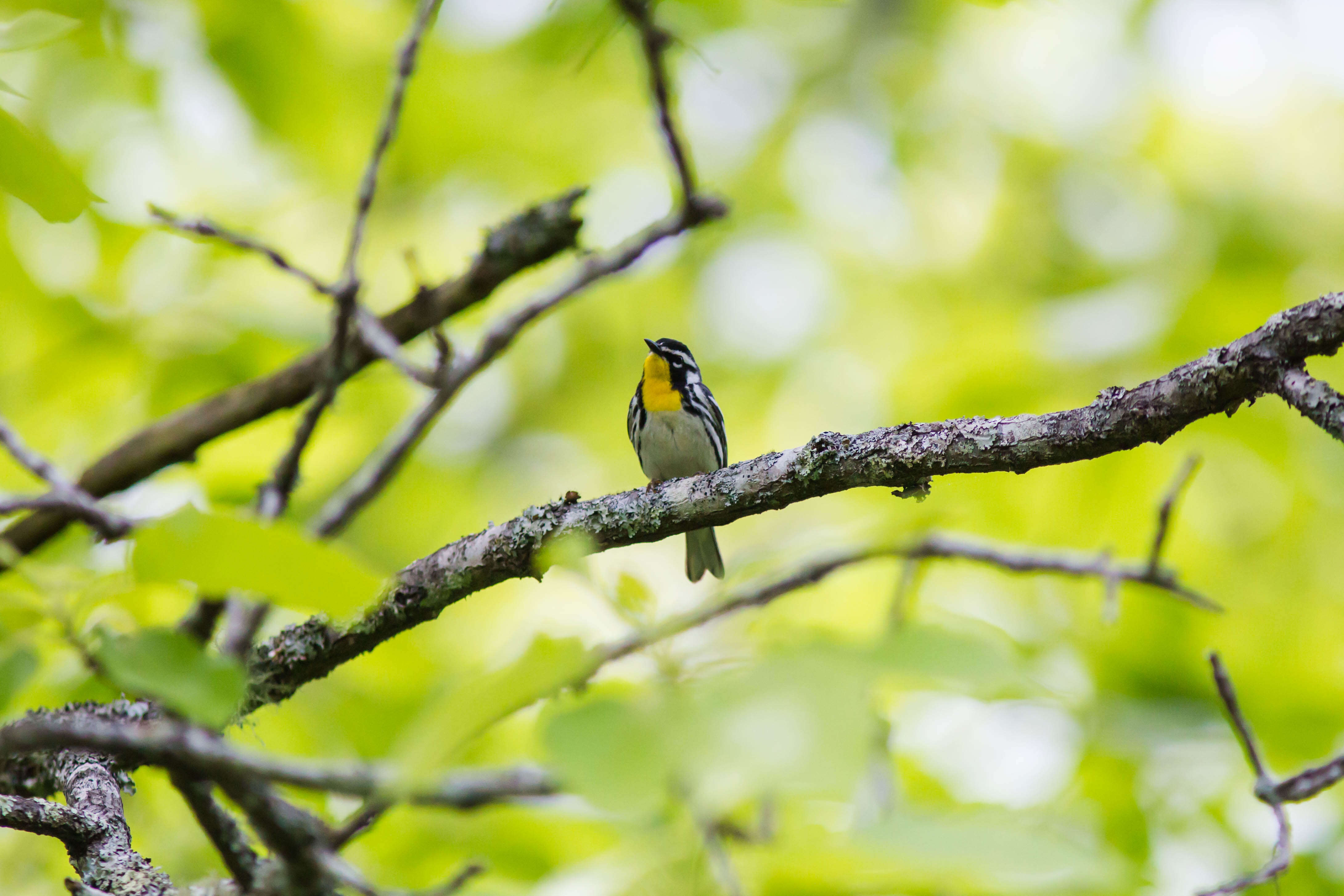 Setophaga dominica (Linnaeus 1766) resmi