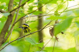 Image of Magnolia Warbler