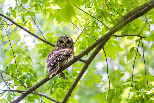 Image of Barred Owl