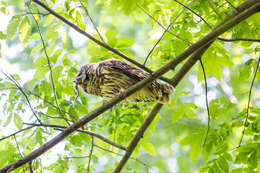 Image of Barred Owl