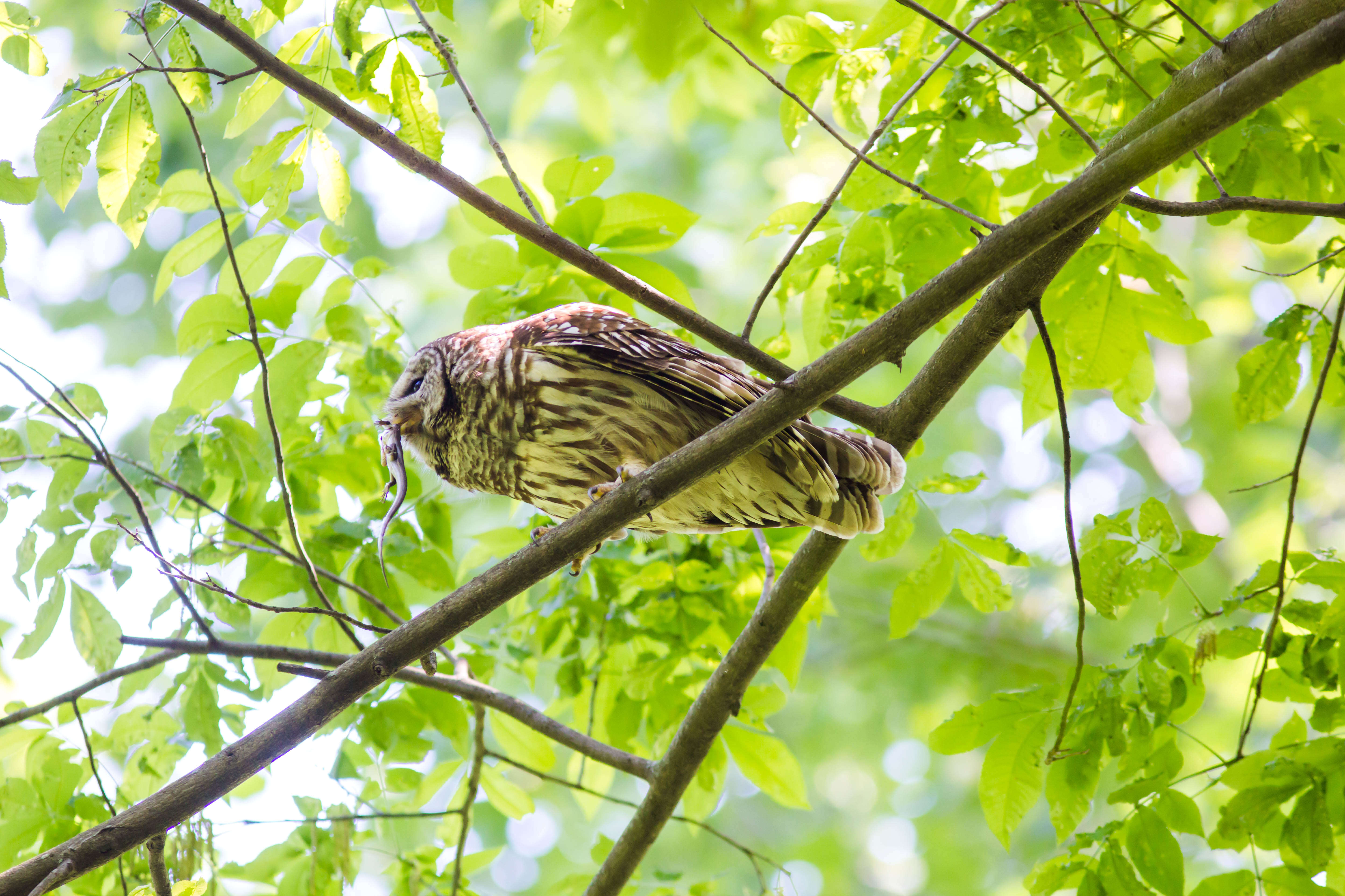 Image of Barred Owl