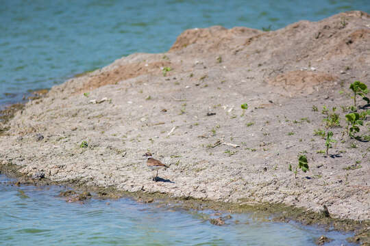 Image of Killdeer