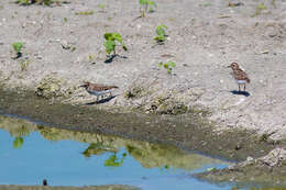 Image of Least Sandpiper