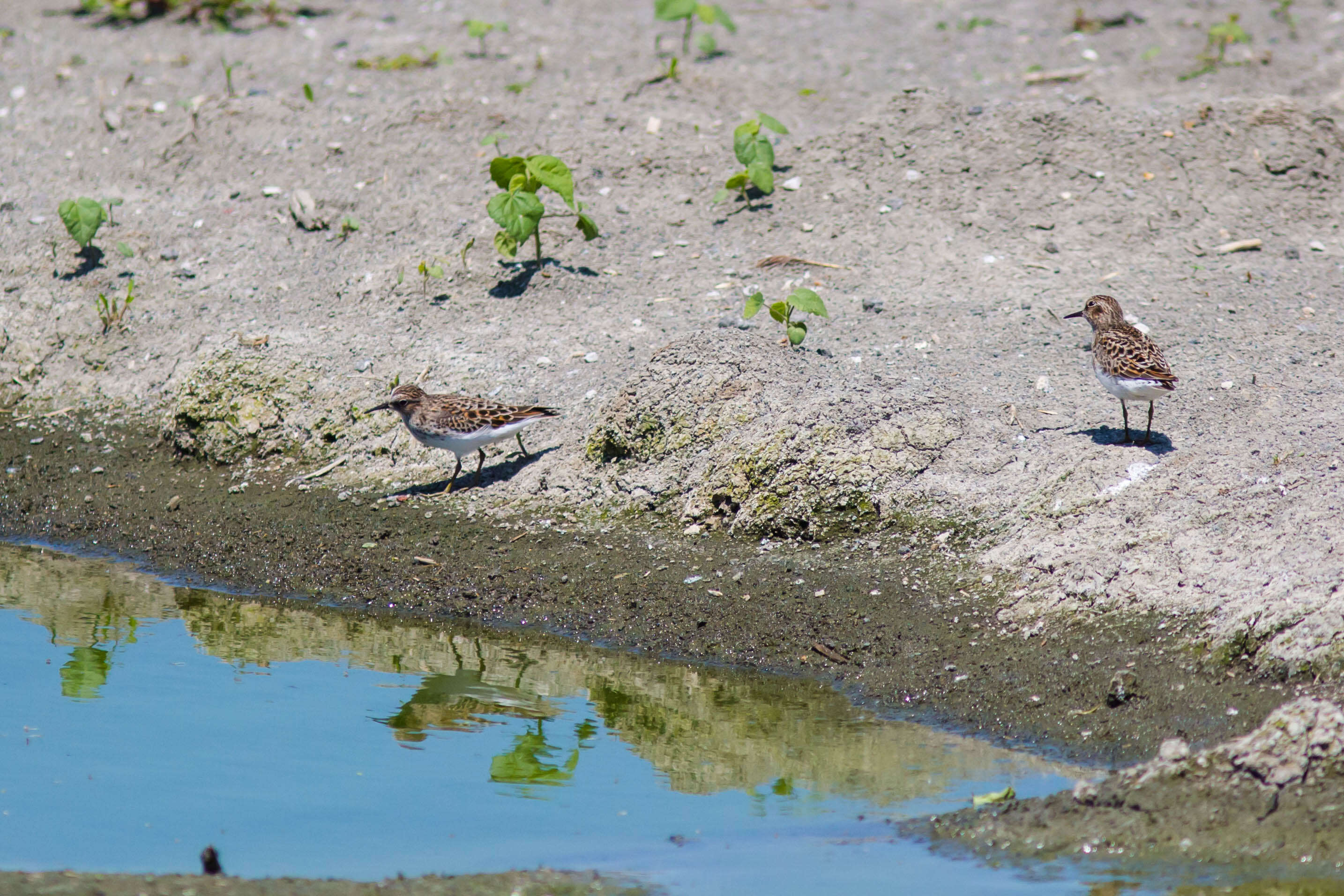 Image of Least Sandpiper