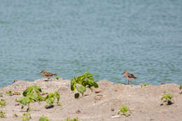 Image of Least Sandpiper