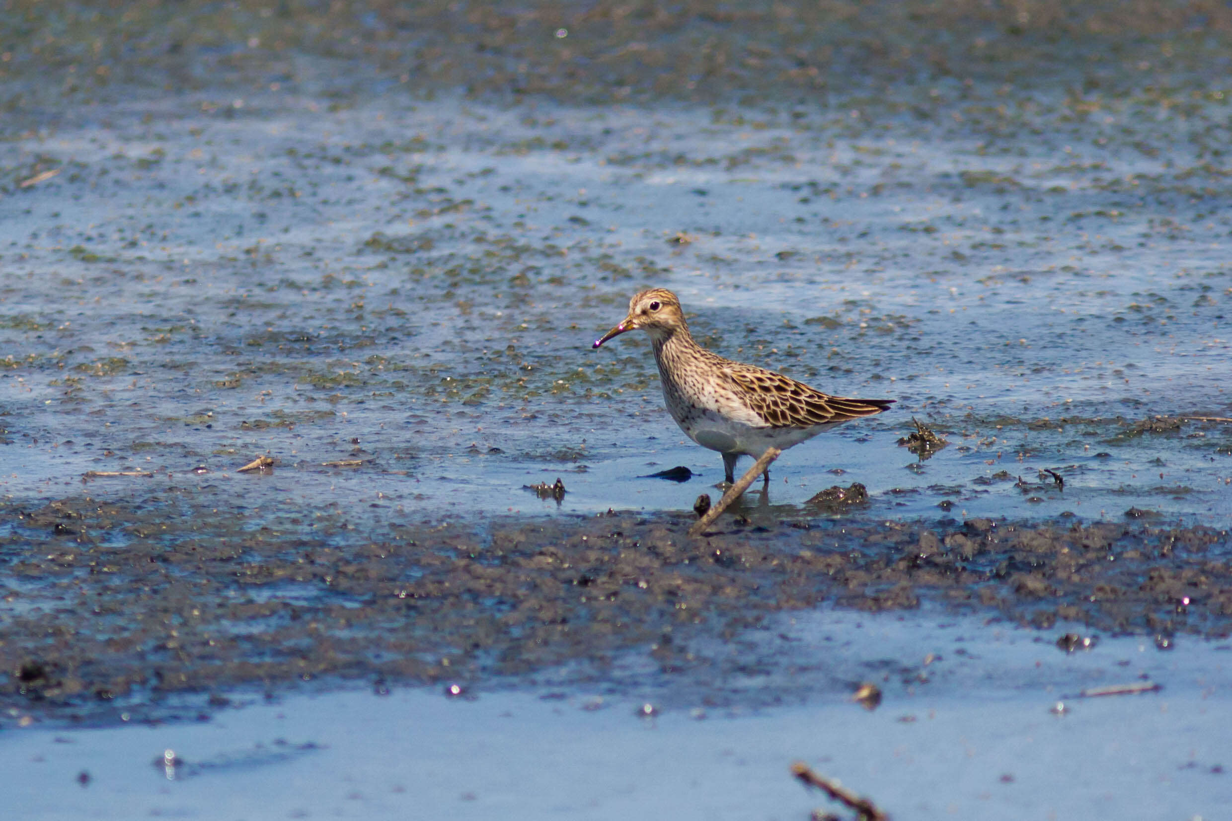 Image of Pectoral Sandpiper