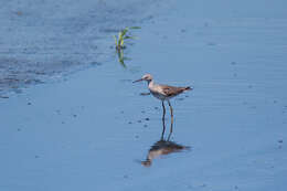 Image of Greater Yellowlegs