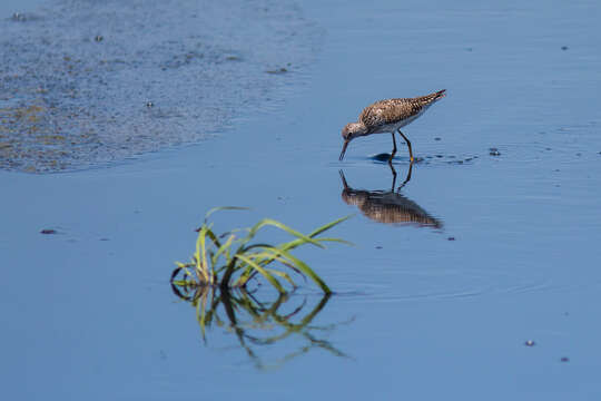 Image of Greater Yellowlegs