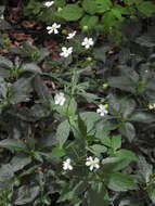 Plancia ëd Ranunculus platanifolius L.