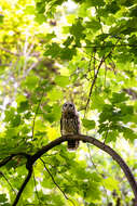 Image of Barred Owl