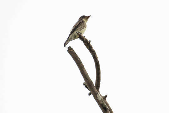 Image of Olive-Sided Flycatcher