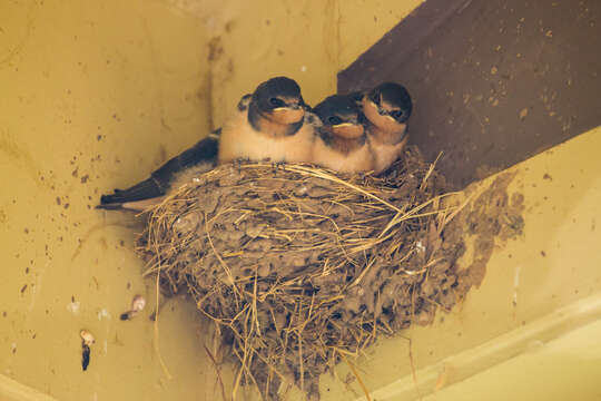 Image of Hirundo Linnaeus 1758