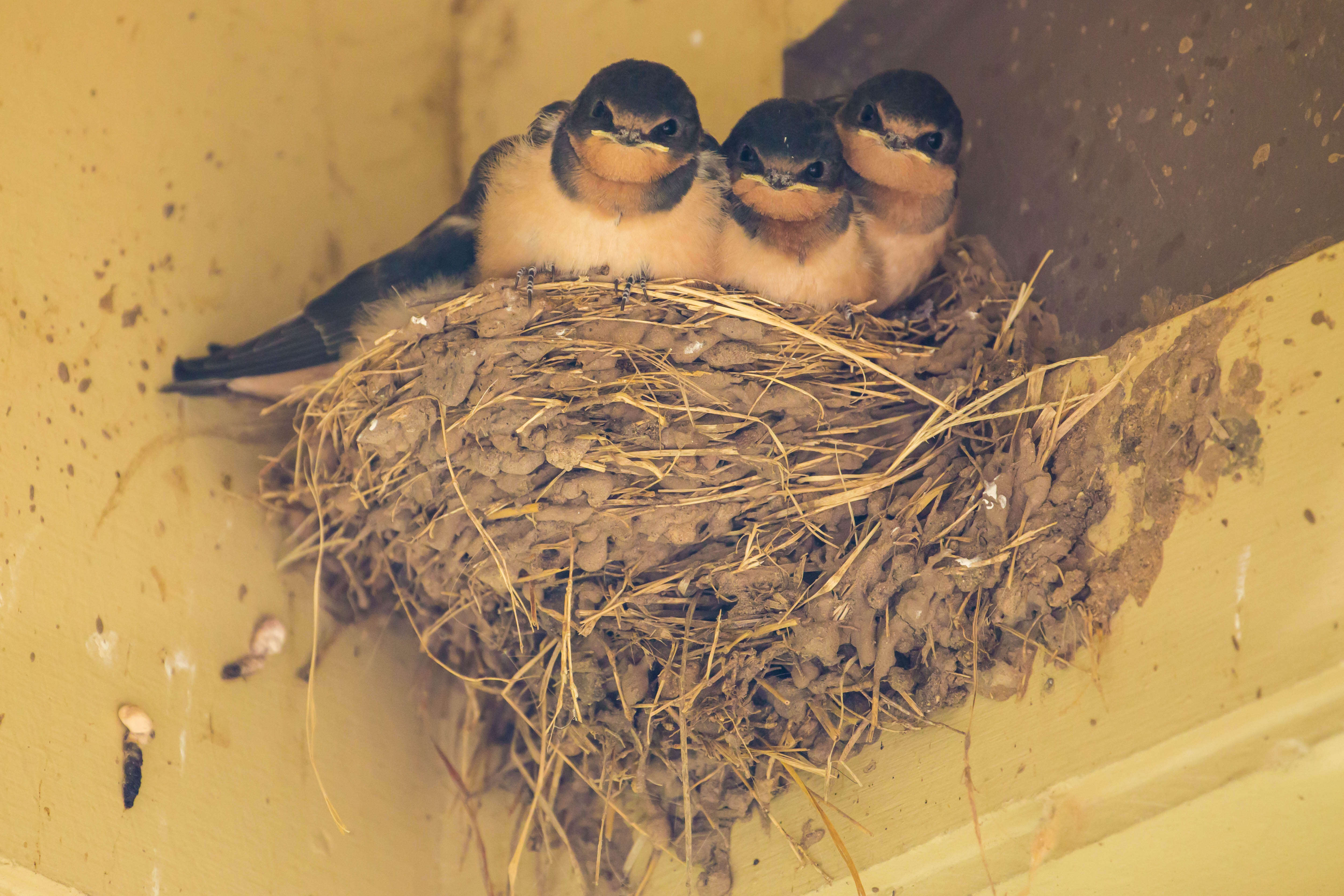 Image of Hirundo Linnaeus 1758