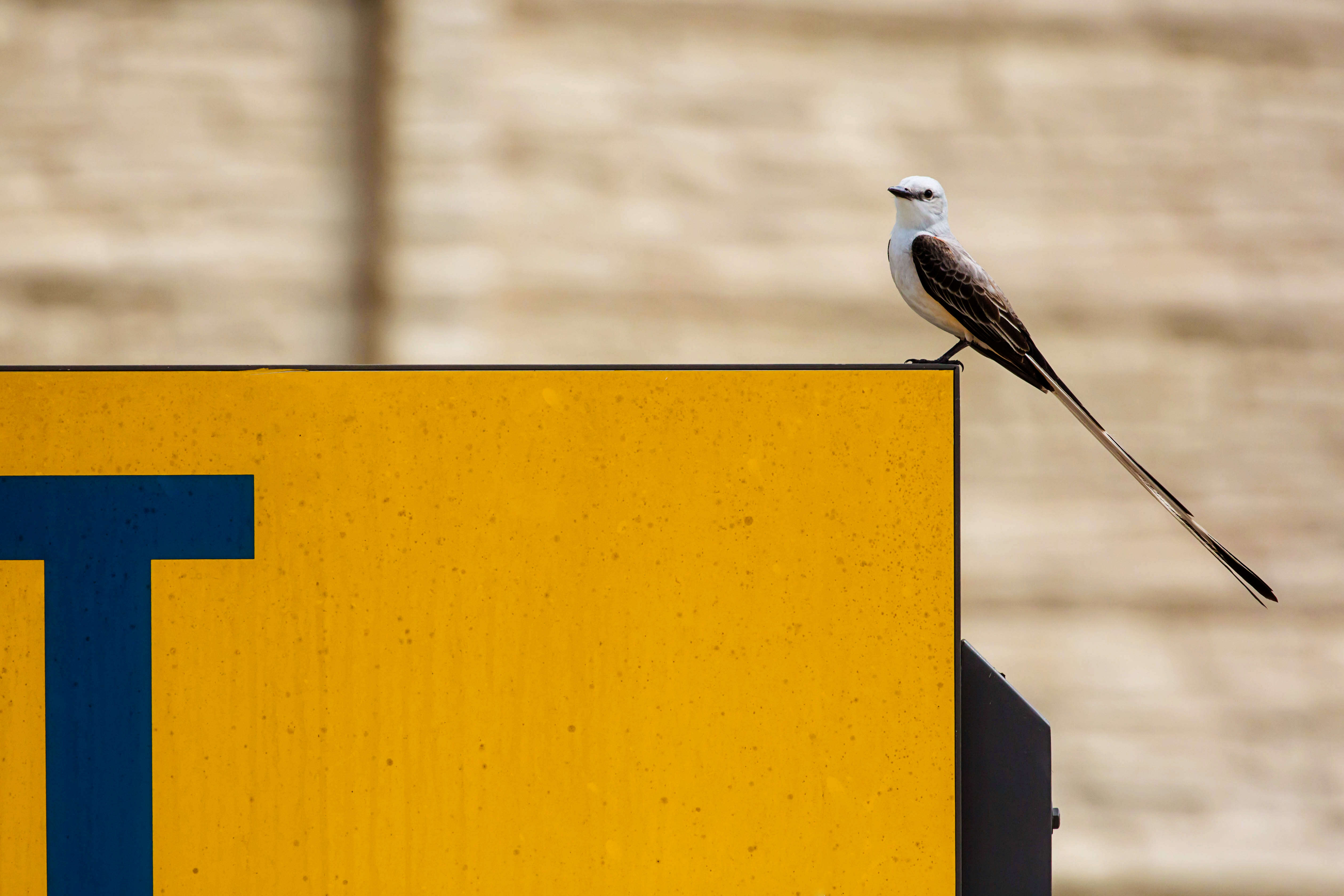 Image of Scissor-tailed Flycatcher