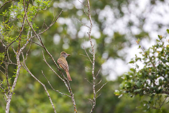 Image of Great Crested Flycatcher