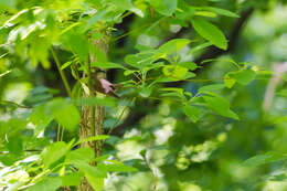 Image of Black-billed Cuckoo