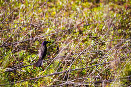 Image of Common Grackle