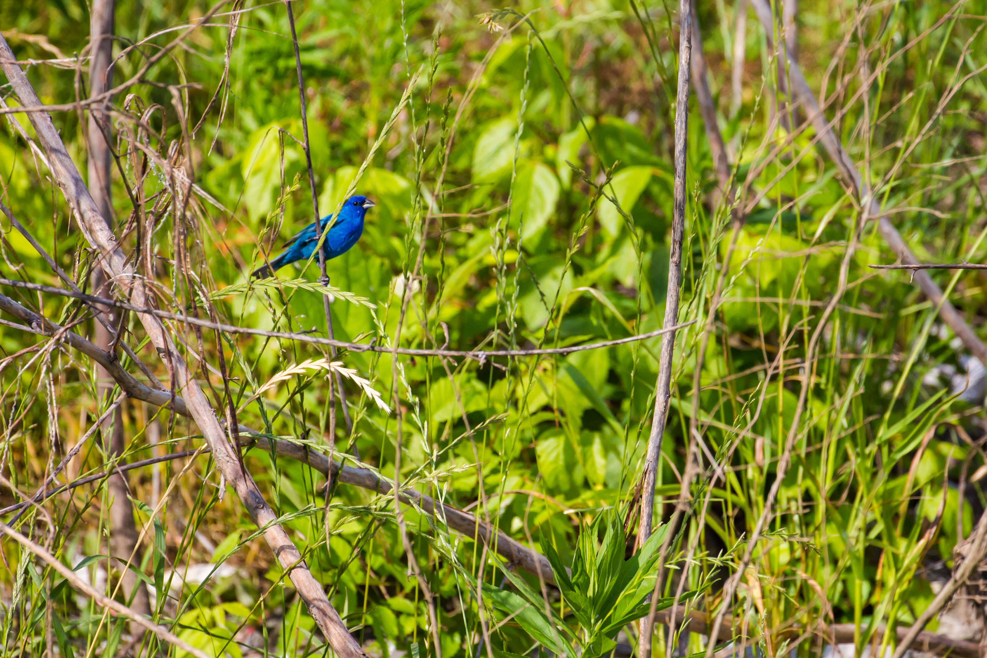 Image of Indigo Bunting