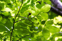 Image of Hooded Warbler