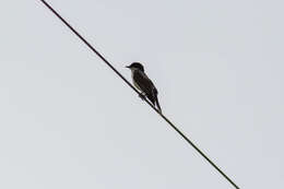 Image of Eastern Kingbird