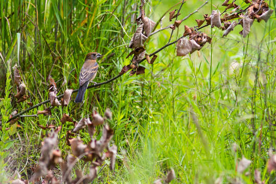 Image of Blue Grosbeak